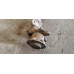 б/у Балка задней подвески R16 (без АБС) Nissan Interstar 1998-2003 7701476264